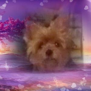 Meet your Posher, Tina